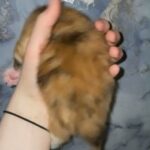 RARE Tortoiseshell british longhair