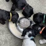 cocker spaniels