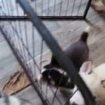 siberian husky puppies ?