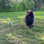 2 Teacup Pomeranian Puppies