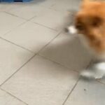 Adorable Pomeranians