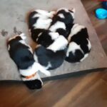 ST BERNARD X NEWFOUNDLAND PUPPIES