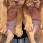 KC dogue de bordeaux puppies ready now