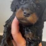 KC reg Miniature Poodle puppies available 10th June