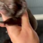Frenchie babies available 24th June