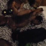 kc bullmastiff puppies 4 sale reduced