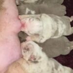 bulldog puppies