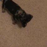 Miniature Dachshund