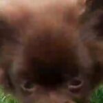 2 Pomeranian Puppies