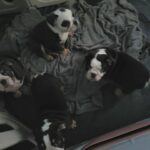 English bulldog puppies