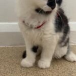 Cute Male Kittens