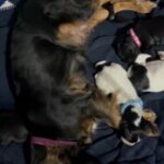 beautiful cocker spaniel litter ready for new homes