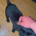 malinois for sale