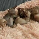 sphynx kittens