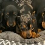 miniature dachshund