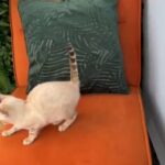Bengal female kitten