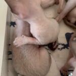Exclusive Cornish Rex kittens available for reservation