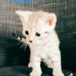 Scottish Fold Kittens