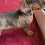 cutest tri-colour mini dachshund girl ever!!!