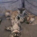 Bengals TICA Registered
