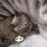 Charlotte Bsh Blue Female Kitten