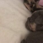 beautiful testable and L4 fluffy carriers french bulldogs