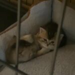 GCCF pedigree registered British Shorthair kittens
