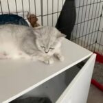 GCCF pedigree registered British Shorthair kittens