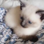 Siamese kittens available now