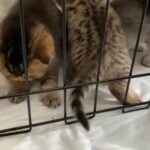GCCF pedigree registered British Shorthair kittens