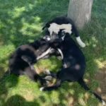 Bernese mountain dog cross border collie puppies