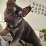 French bulldog puppies