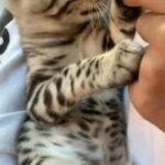 ?MEET CAIRO ? RARE SILVER PURE BENGAL BOY?