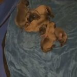 puppy’s