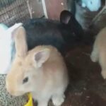 new Zealand rabbit for sale