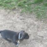Male French Bulldog