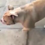 American Merle bully stud