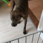 maggie