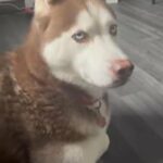 Beautiful Red Husky Female