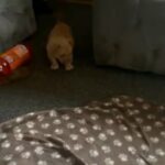 pocket bulldogs