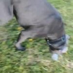 cane corso