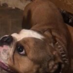 British bulldog girl