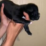 pocket bully female