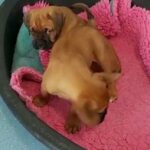 dogue de boxer playing