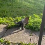 Kittens Looking for a New Home