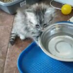 beautiful siberian  beautiful traditional siberian kittens