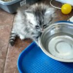 beautiful traditional siberian kittens