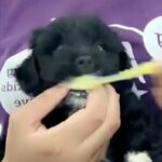 Lhasa poo puppies