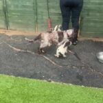 Chocolate Roan Cocker Spaniel puppies for sale