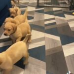 Gorgeous Lab puppies ?